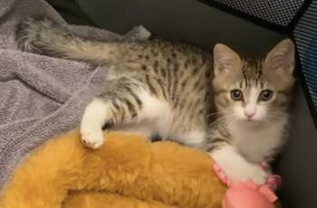 Rescue Domestic Short Hair Cats for Adoption in West Hollywood, California - Scotchmallow | PetCurious