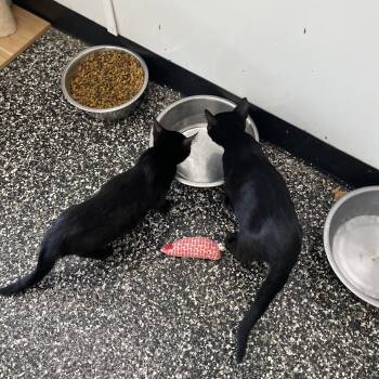 Pedie & RePedie -  Domestic Short Hair Cat for Adoption in Mckenzie, Tennessee - Pedie & RePedie | PetCurious