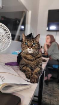 Rescue American Shorthair Cats for Adoption in New York, New York - David (bonded With FeFe) | PetCurious