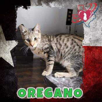 Rescue Domestic Short Hair Cats for Adoption in Kingman, Arizona - Oregano | PetCurious