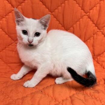 Aunty -  Domestic Short Hair Cat for Adoption in Waterloo, Iowa - Aunty | PetCurious