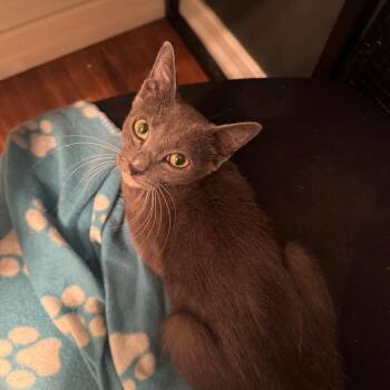 Vanilla -  Domestic Short Hair Cat for Adoption in Buffalo, New York - Vanilla | PetCurious
