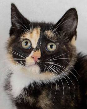 Croissant -  Domestic Short Hair and Calico Cat for Adoption in Kennesaw, Georgia - Croissant | PetCurious