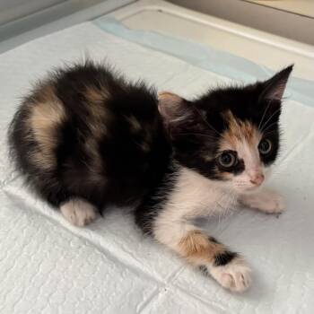 Robin F-21678 -  Domestic Medium Hair Cat for Adoption in Oklahoma City, Oklahoma - Robin F-21678 | PetCurious