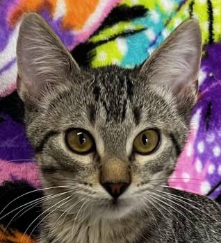 Oliver -  Domestic Short Hair Cat for Adoption in Independence, Missouri - Oliver | PetCurious