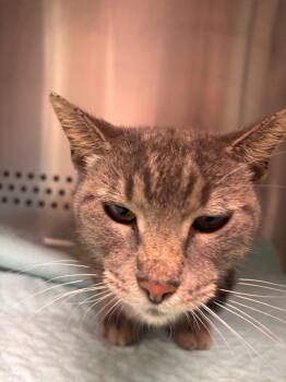 Puddin -  Domestic Short Hair Cat for Adoption in Morgantown, Kentucky - Puddin | PetCurious