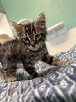 BAMBI -  Domestic Medium Hair Cat for Adoption in Sarasota, Florida - BAMBI | PetCurious