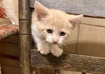 Rescue Domestic Short Hair Cats for Adoption in Reynoldsburg, Ohio - Dingo | PetCurious
