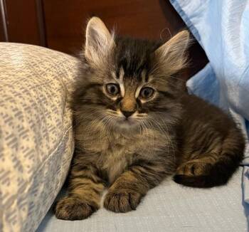 Domestic Medium Hair Cats Available for Adoption in Cottonwood, Arizona - Minnie | PetCurious