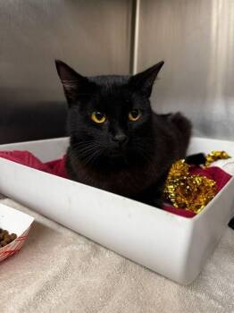 Domestic Short Hair Cats Available for Adoption in Conroe, Texas - JUNIPER | PetCurious