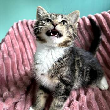 Leeco -  Domestic Short Hair Cat for Adoption in Lexington, Kentucky - Leeco | PetCurious