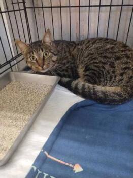 Rescue Domestic Short Hair Cats for Adoption in Simcoe, Ontario - Buche | PetCurious