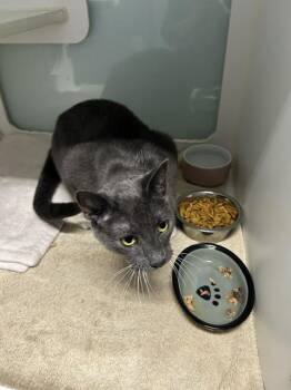 Greygoose (@ The Whisker Room cat cafe) -  Domestic Short Hair Cat for Adoption in Muskegon, Michigan - Greygoose (@ The Whisker Room Cat Cafe) | PetCurious