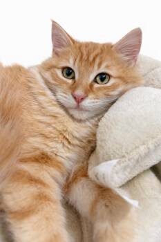 Domestic Long Hair Cats Available for Adoption - Hannah | PetCurious