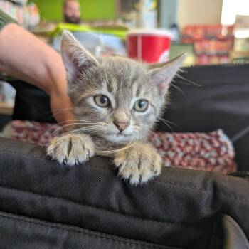 Domestic Medium Hair Cats Available for Adoption - Bambina | PetCurious