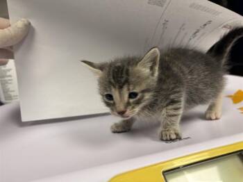 EMILY -  Domestic Short Hair Cat for Adoption in Ontario, California - EMILY | PetCurious