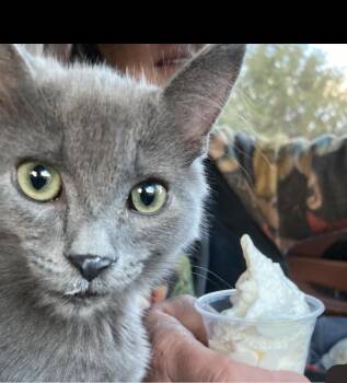 Tiny -  Nebelung Cat for Adoption in Dixon, California - Tiny | PetCurious