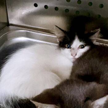 Tapatio -  Domestic Short Hair Cat for Adoption in Austin, Texas - Tapatio | PetCurious