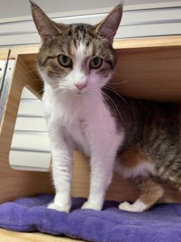 Domestic Short Hair Cats Available for Adoption in New Philadelphia, Ohio - Ms. Minnie | PetCurious