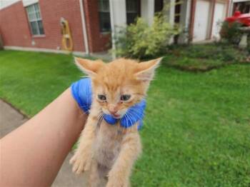 Domestic Short Hair Cats Available for Adoption in Houston, Texas - A654197 | PetCurious