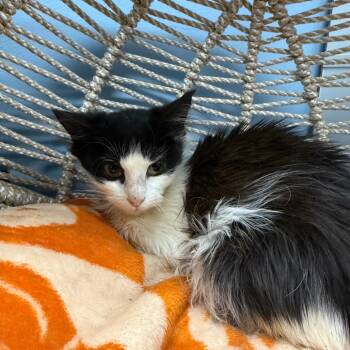 Rescue Domestic Medium Hair Cats for Adoption in Pasadena, Maryland - Cranberry | PetCurious