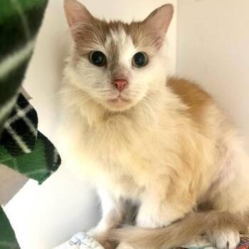 Domestic Medium Hair Cats Available for Adoption - Aurora | PetCurious
