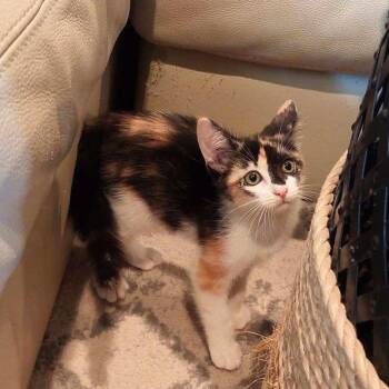 Sailor Moon -  American Shorthair Cat for Adoption in Boerne, Texas - Sailor Moon | PetCurious