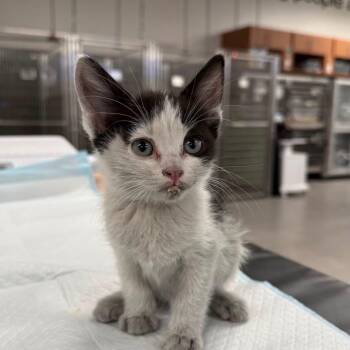 Dobby -  Tabby Cat for Adoption in Las Vegas, Nevada - Dobby | PetCurious