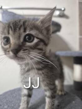 Rescue Domestic Short Hair Cats for Adoption in Liverpool, Texas - JJ | PetCurious
