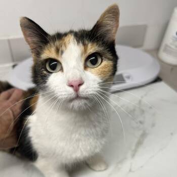 Autumn Eve -  Domestic Short Hair Cat for Adoption in St. Louis, Missouri - Autumn Eve | PetCurious