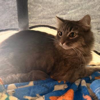 Domestic Medium Hair Cats Available for Adoption in Tupelo, Mississippi - Foxy | PetCurious