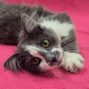 Natalie -  Domestic Medium Hair Cat for Adoption in Frankfort, Indiana - Natalie | PetCurious