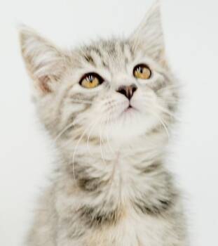 Rose wins the heart of everyone she meets -  Tabby and Ragdoll Cat for Adoption in Bedford Hills, New York - Rose Wins The Heart Of Everyone She Meets | PetCurious