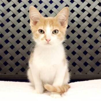 Tinky -  Domestic Short Hair Cat for Adoption in Fort Davis, Texas - Tinky | PetCurious