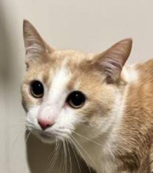 Domestic Short Hair Cats Available for Adoption in Atlanta, Georgia - Jatan | PetCurious