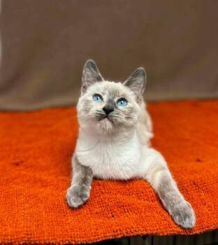 Emerald Jade Green Ball -  Siamese and Domestic Short Hair Cat for Adoption in Visalia, California - Emerald Jade Green Ball | PetCurious