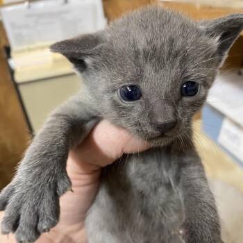 Kitten #2 -  Domestic Short Hair Cat for Adoption in Blairsville, Georgia - Kitten #2 | PetCurious