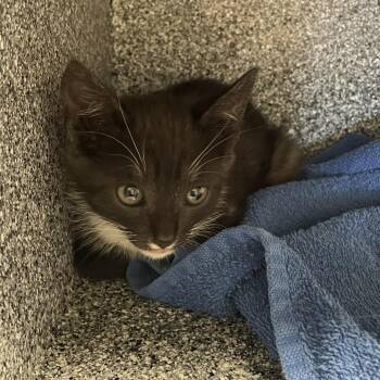 Minnow -  Domestic Short Hair Cat for Adoption in Pasadena, California - Minnow | PetCurious