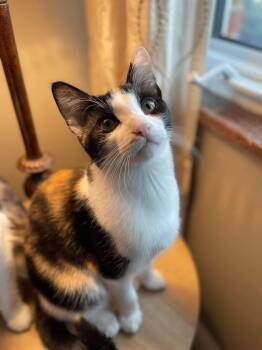 Cali Webster -  Domestic Long Hair Cat for Adoption in Ballwin, Missouri - Cali Webster | PetCurious