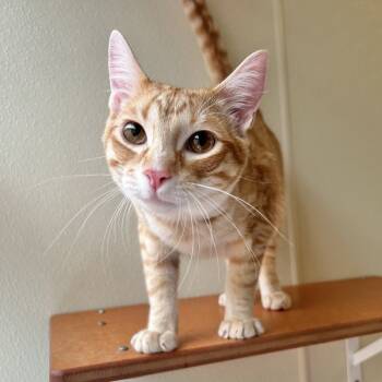Rescue Domestic Short Hair Cats for Adoption in Dublin, California - Petey | PetCurious