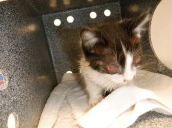 JASON -  Domestic Short Hair Cat for Adoption in San Jose, California - JASON | PetCurious