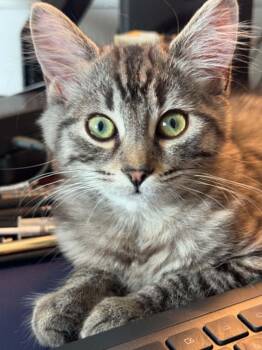 Daphy -  Tabby Cat for Adoption in Ottawa, Ontario - Daphy | PetCurious