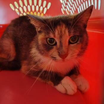 Goldberry -  Domestic Short Hair Cat for Adoption in Indiana, Pennsylvania - Goldberry | PetCurious