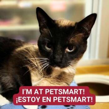 Rescue Siamese and Domestic Short Hair Cats for Adoption in Carrollton, Texas - Acorn | PetCurious