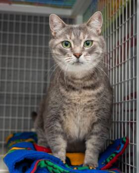 Marsha -  Domestic Short Hair Cat for Adoption in Boone, Iowa - Marsha | PetCurious