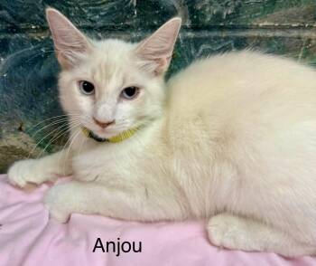 Anjou kitten -  Siamese Cat for Adoption in Jackson, Georgia - Anjou Kitten | PetCurious