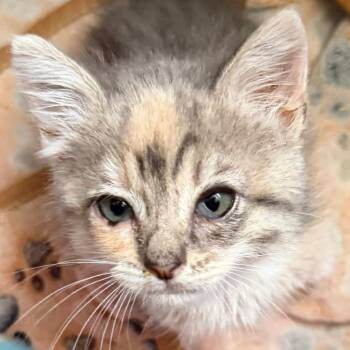 Princess Peach -  Domestic Short Hair Cat Available for Adoption in Santa Susana, California - Princess Peach | PetCurious