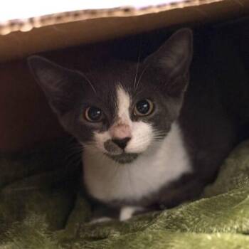 Shadow -  Domestic Short Hair Cat for Adoption in Tampa, Florida - Shadow | PetCurious