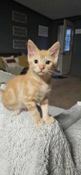 Rescue Domestic Short Hair Cats for Adoption in Reeseville, Wisconsin - Oliver | PetCurious
