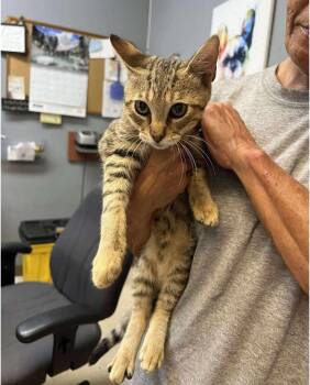 Rescue Domestic Short Hair Cats for Adoption in Dyersburg, Tennessee - Patrick | PetCurious